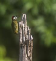 thumb_Spot-Breasted Woodpecker